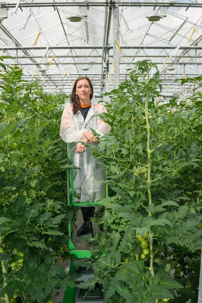 Científico parado en medio de plantas de tomate — Foto de Stock