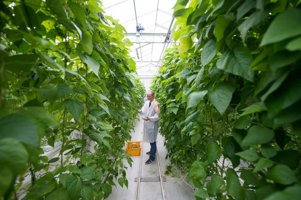 Travailleur cueillette haricots verts Photo De Stock