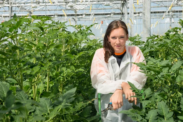 Cientista em pé em meio a plantas de tomate Fotos De Bancos De Imagens