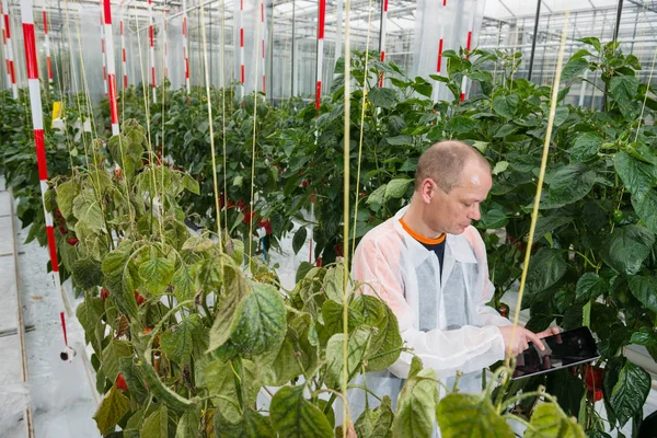 Scientifique utilisant une tablette numérique Photo De Stock