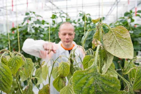 Chercheur pointant vers plante de poivron Image En Vente