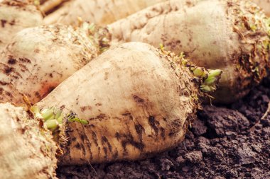 Hasat şeker pancarı kırpma kök kazık