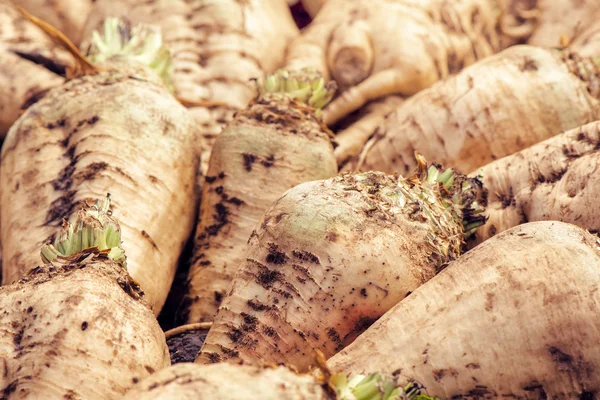 Harvested sugar beet crop root pile