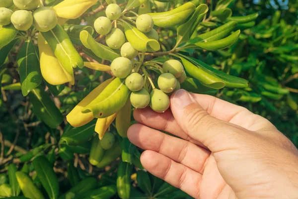 Farmer picking olive like fruit from oleaster shrub — Stock Photo, Image