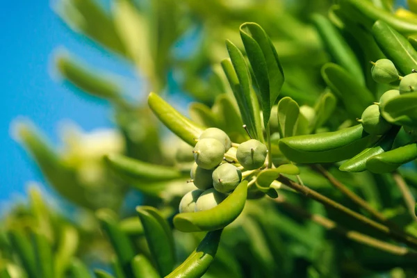 Oleaster buske med olivolja som frukt — Stockfoto