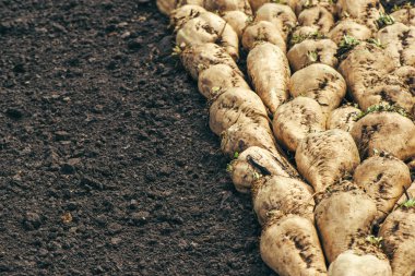 Hasat şeker pancarı kırpma kök kazık