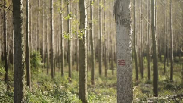 Marcado de pintura forestal en troncos de árboles en maderas — Vídeos de Stock