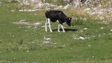 İnek mera üzerinde Alps