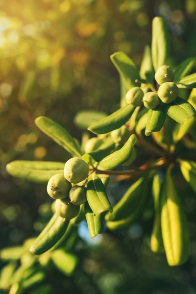 Oleaster struik met olijfolie als vrucht — Stockfoto