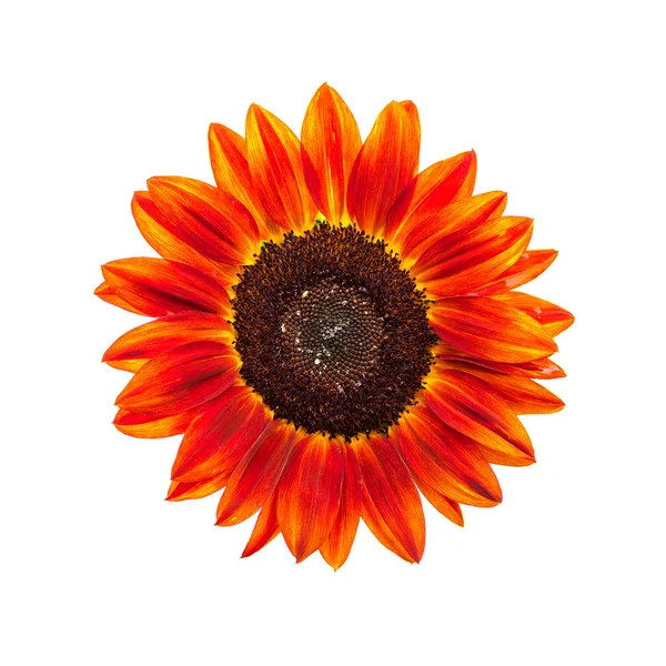 Rote Sonnenblume auf weißem Hintergrund — Stockfoto