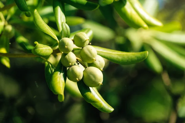 Oleaster shrub with olive like fruit — Stock Photo, Image