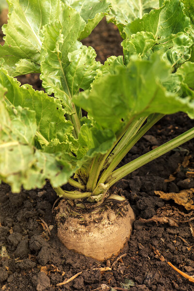 Sugar beet root crop