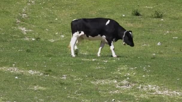 Koeien grazen op de hellingen van de Alpen — Stockvideo