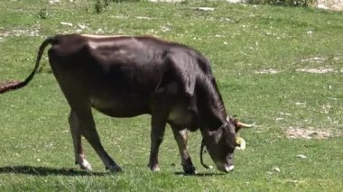 Alpler yamaçlarında otlayan inekler