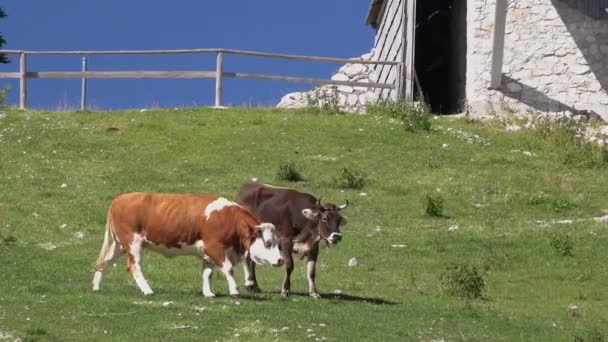 Αγελάδες που βόσκουν στις πλαγιές των Άλπεων — Αρχείο Βίντεο