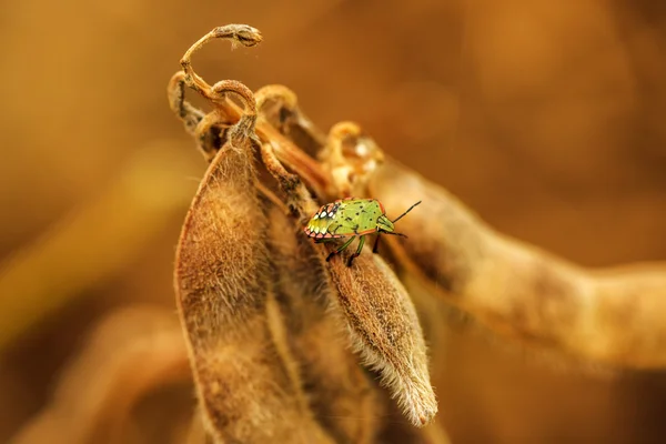 Stink bug on ripe soybean pods — Stock Photo, Image