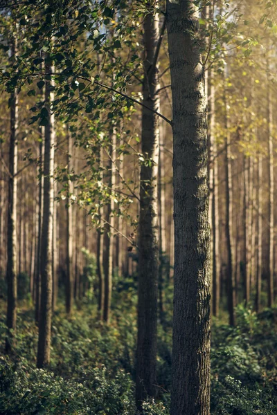 日光との落葉樹林の背の高い紅葉 — ストック写真