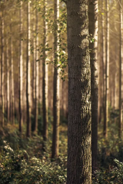 Hohe Herbstbäume im Laubwald mit Sonnenlicht — Stockfoto