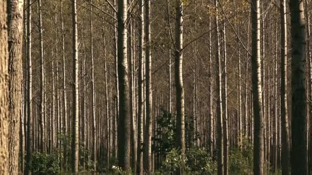 Grands arbres d'automne dans la forêt de feuillus avec lumière du soleil — Video
