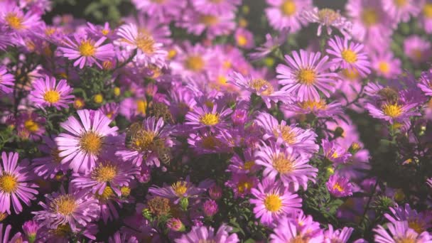 Pszczoły zbierając nektar z różowe kwiaty — Wideo stockowe
