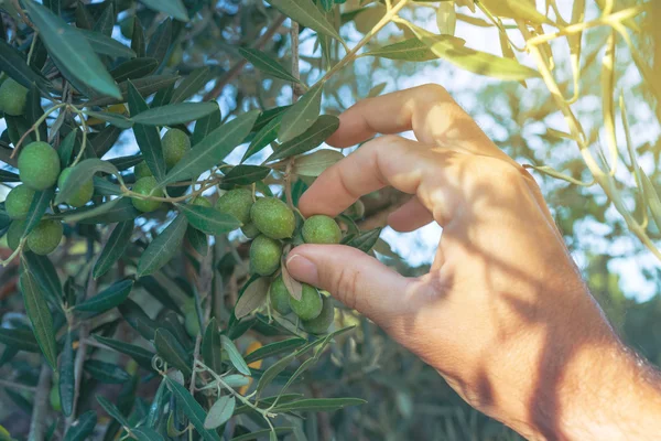Mão do agricultor colhendo oliveira verde fresca do galho da árvore — Fotografia de Stock