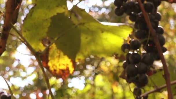 Mogna druvor i vingården — Stockvideo