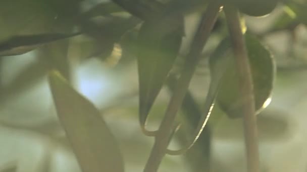 Frische grüne Oliven Früchte auf Olivenzweig — Stockvideo