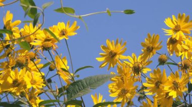 Elması çiçek mavi gökyüzü karşı