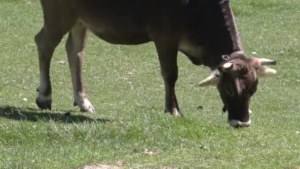 Vacas en los Alpes — Vídeo de stock