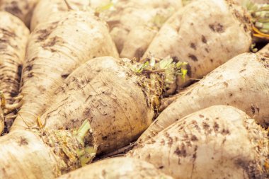 Hasat şeker pancarı kırpma kök kazık