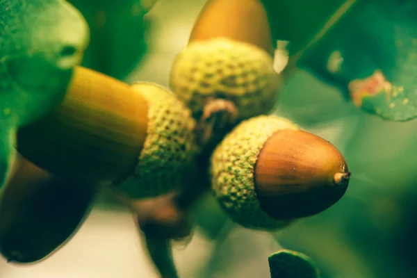 Oak tree branch acorn nut as beautiful autumn season background — Stock Photo, Image