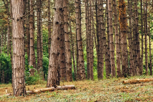松树林在金秋十月的下午 — 图库照片