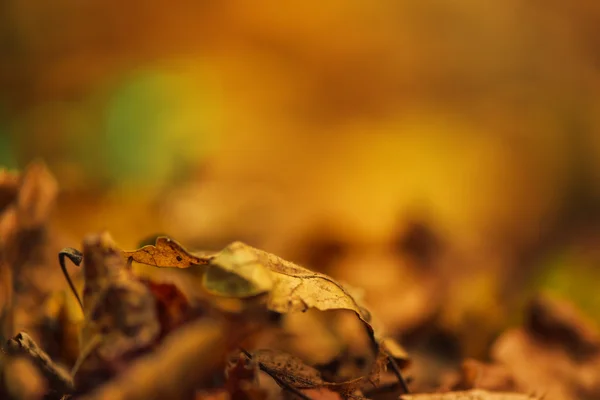 Feuilles d'automne sèches sur le sol, fond déconcentré de la saison d'automne — Photo