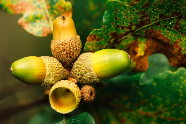 Oak tree branch acorn nut as beautiful autumn season background — Stock Photo, Image
