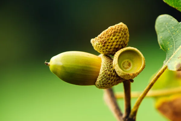 Oak tree branch acorn nut as beautiful autumn season background — Stock Photo, Image