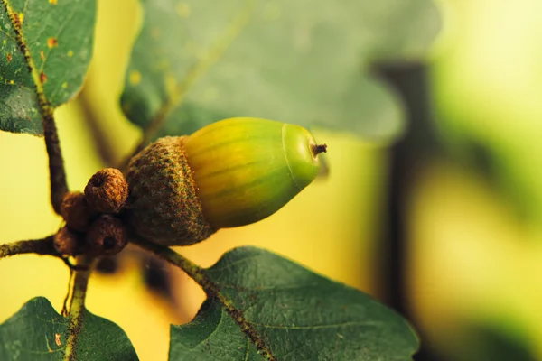 Oak tree acorn nut — Stock Photo, Image