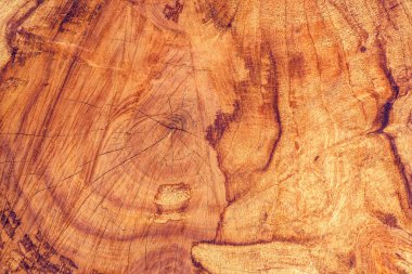 Kül ağaç gövdesi kesiti