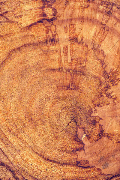 Ash tree trunk cross section
