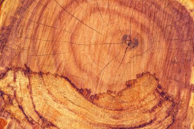 Ash tree trunk cross section clipart