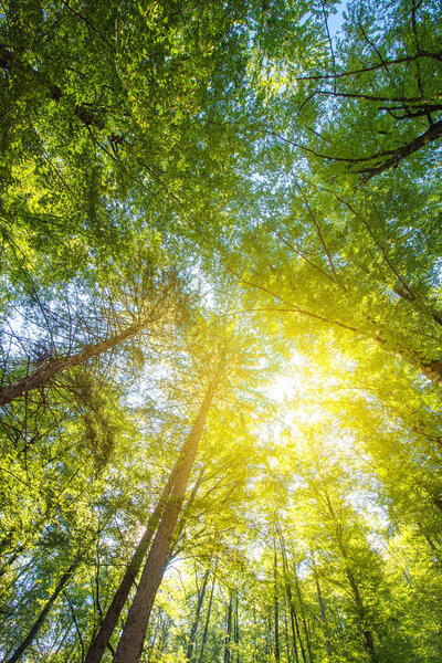 Под высокими вершинами деревьев, глядя на солнечный луч
