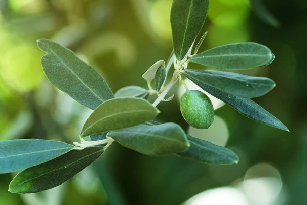 Зелені оливкові фрукти на гілці дерева — стокове фото