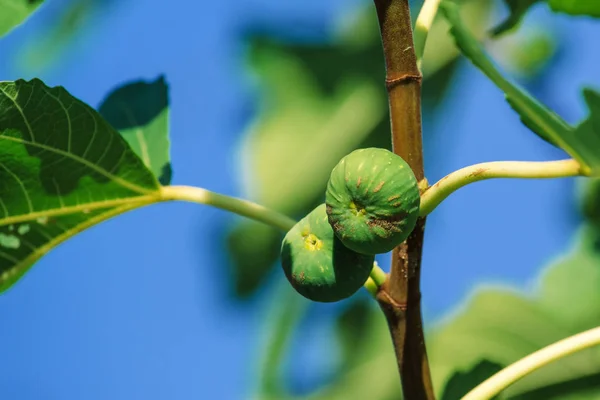 Fruta de figo verde no ramo — Fotografia de Stock