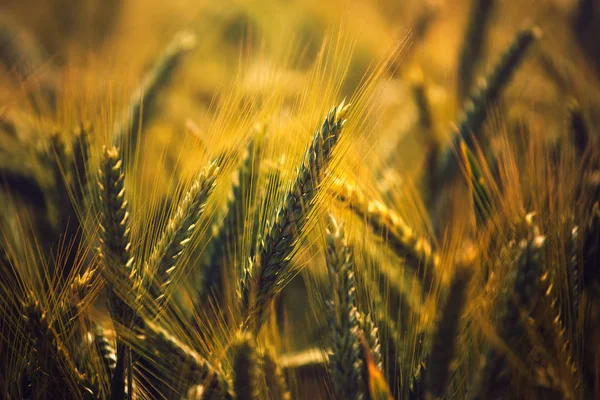 Gerste Feldfrüchte Detail — Stockfoto