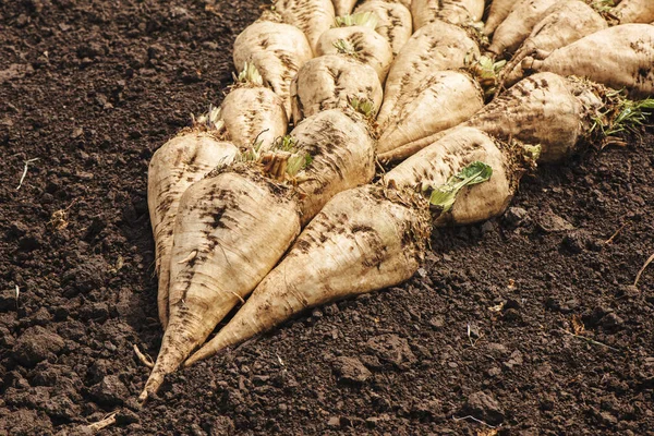 Geoogste suikerbieten gewas wortel stapel — Stockfoto