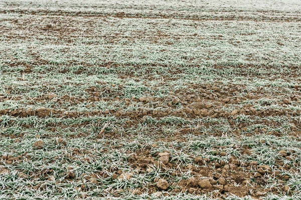 Cultivos jóvenes de trigo congelados en el campo agrícola cubiertos de fros — Foto de Stock