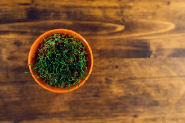 Rumput gandum hijau segar dalam pot plastik — Stok Foto