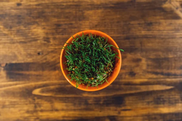 Rumput gandum hijau segar dalam pot plastik — Stok Foto