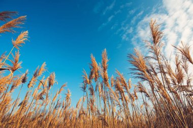 Kuru bulrush reed, düşük açılı