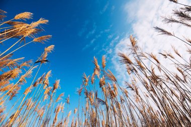 Kuru bulrush reed, düşük açılı