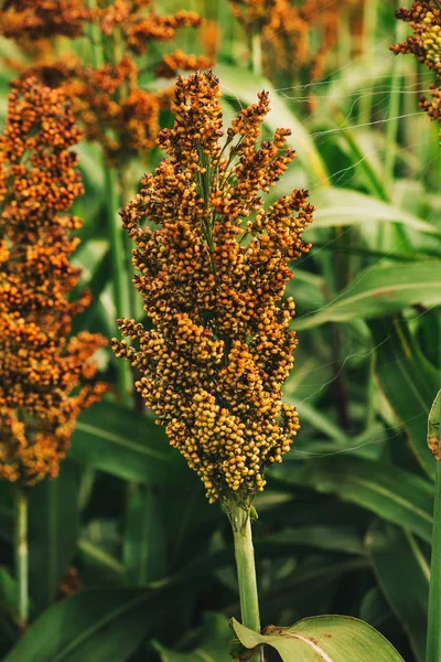 Campo coltivato di sorgo — Foto Stock